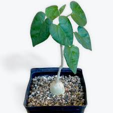 Image result for Pyrenacantha