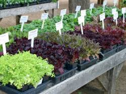 Edible Landscaping The Winter Vegetable Garden In Warm Climates Garden Org