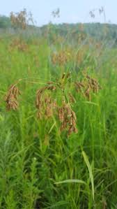 Image result for Polyporus pendulus