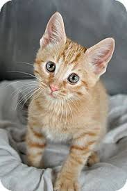 Fort Leavenworth Ks American Shorthair Meet Donner A Kitten For Adoption Http Www Adoptapet Com Pe American Shorthair Cat Cute Cats And Dogs Cat Breeds
