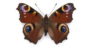 Why Do Some Butterflies And Moths Have Eyespots Natural History Museum There are many different ways that you can catch this miracle happen right before your eyes, for instance, there are live. natural history museum