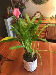 Frequently asked questions about calla lilies I Got A Calla Lily For Valentines Day How Do I Care For This Beauty Plantclinic