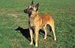 Belgian Malinois Dog Breed Information