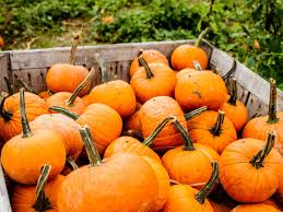 Bonita farm is a full service thoroughbred farm located in darlington, maryland offering horse training and breeding. The Best Locations In Metro Detroit For Pumpkin Patches Apple Orchards And Corn Mazes Curbed Detroit