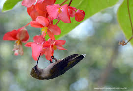 Here are 6 butterfly garden plants frequently visited by both monarchs and hummingbirds: 37 Flowers That Attract Hummingbirds To Keep In Your Homestead