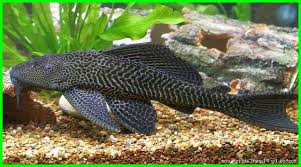 Seorang pria penasaran bagaimana jika ikan louhan digoreng. Ikan Sapu Sapu Si Suckermouth Catfish Dan Cara Merawatnya Ekor9 Com