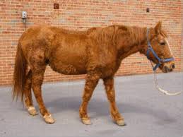 Feeding A Horse With Cushing S Disease Diet And Management Triple Crown Feed