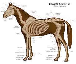 File Horseanatomy Png Wikipedia