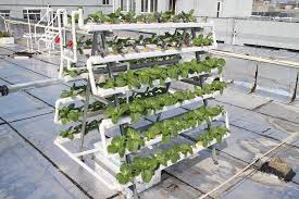 I had been adding steps for starting seedlings, setting up nutrient water, and. Hydroponic Gardening For Beginners Build A Homemade System For Bountiful Harvests