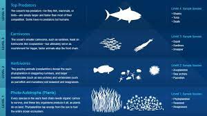 Marine Food Chain National Geographic Food Chain Ocean Food Web Ocean Food