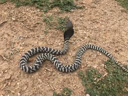 A zebra cobra is slithering through the streets of raleigh, north carolina. Zebra Spitting Cobra Naja African Reptiles And Venom Facebook