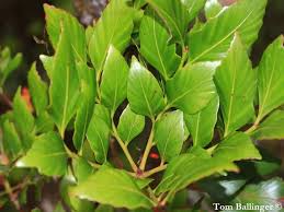 Image result for Phyllocladus
