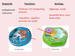 Animal cell that is made up of proteins and lipids. Cell Structures Functions Essential Question How Do Our Cells Determine Who We Are Ppt Download