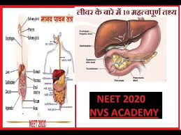Usually, liver pain is accompanied by other symptoms which can indicate liver disease. Human Digestive System In Hindi Liver For Neet 2020 Class 10 11 12 Competative Exam Youtube