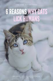 Whisker discomfort the whiskers on your cat's face are very sensitive tactile hairs. Why Does My Cat Lick My Hair Cat And Kitten Care Cats Calming Cat Kitten Care