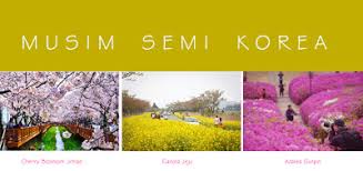 Untuk informasi yang lebih lengkap dapat dilihat disini. Aku Dan Korea Tempat Impian Saat Musim Semi Di Korea
