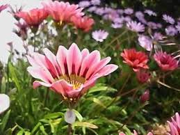 Fiori tipo margherite colorate : Come Potare I Fiori Di Gerbera Fai Da Te Mania