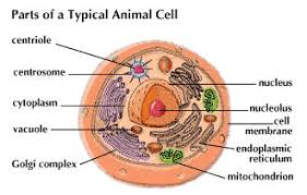 Howstuffworks looks at the differences between them. Cell Animal Students Britannica Kids Homework Help
