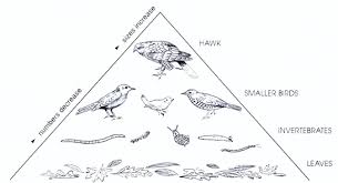 Note that some species have more than one food choice (e.g. Wildlife In The Garden The Garden S Web Of Life Young People S Trust For The Environment