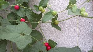 Image result for Cucumis maderaspatanus