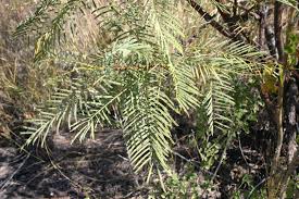 Image result for Elephantorrhiza suffruticosa