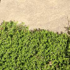 Image result for Hyparrhenia gossweileri