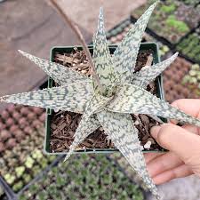 Image result for Aloe wildii