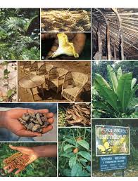 Image result for Calamus deerratus