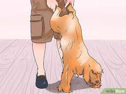 What you need to know about choking in dogs. How To Save A Choking Dog 13 Steps With Pictures Wikihow