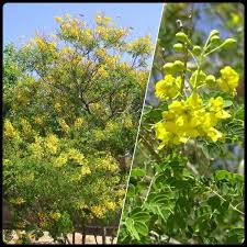 Image result for Barleria albipilosa
