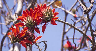 This perennial tree grows fast to a height of 15 to 20 feet with equal crown spread. Kannada Pocket Guide For Common Avenue Trees Of Karnataka Bengaluru Sustainability Forum