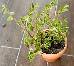 It occurs in wastelands, roadsides, lawns, gardens, cultivated crops, and in paddy fields if the water supply is low. Purslane Paruppu Keerai In Tamil Furniture Home Living Gardening Plants Seeds On Carousell