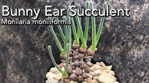 Image result for Mohria marginalis