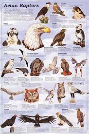 Amazon Com Avian Raptors Birds Of Prey Educational Science