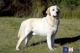 những thong tin thu vị nhất về giống cho corgi cổ đại cardigan welsh corgi labrador retriever noi giống cho golden retrievers