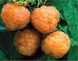 Maybe you would like to learn more about one of these? Growing Raspberries And Growing Blackberries Mother Earth News