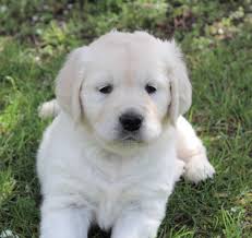 .retriever puppies english cream golden retrievers golden retriever puppies labrador retriever puppies german shepherd puppies we are a small farm in rural fowlerville michigan specializing in breeding, raising, and placing akc english style golden retriever puppies with their forever families. All By Grace Goldens Home