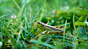 Maybe you would like to learn more about one of these? Repel Grasshoppers Simple And Natural Methods Survival Life