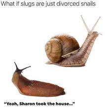 Divorced Snails Animals Know Your Meme