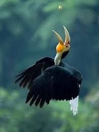 Ditemukan di brunei, indonesia, malaysia, myanmar, dan thailand. Rhinoceros Hornbill Enggang Gading Rangkong Steemit