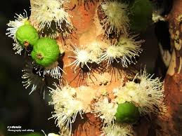 Image result for jabuticabeira em flor