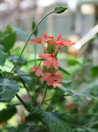 Image result for Crossandra nilotica