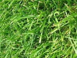 Why Add Sugar To Grass Seeds Grass Seed Types Lawn Fertilizer Bermuda Grass Seed