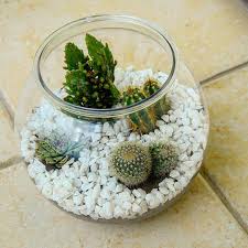 Pin On Cacti Succulent Aloe Planters Terrariums