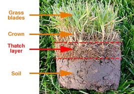 You should be able to see some soil through the grass. Power Rake Vs Dethatcher Complete Comparision Guide Lawncare