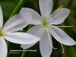 Image result for Hesperantha ballii