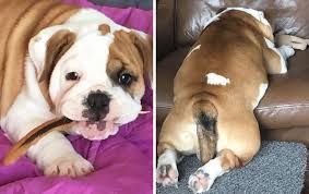 If you have used the services of bulldog fence we'd love to hear from you! This Bulldog Loves Watching The Street Through A Hole So His Owners Paint 2 Costumes On The Fence Bored Panda