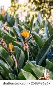 Image result for Strelitziaceae