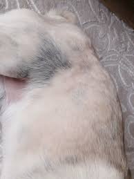 Pug Deri Kararmasi Vetrehberi