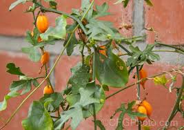 Image result for Kedrostis capensis